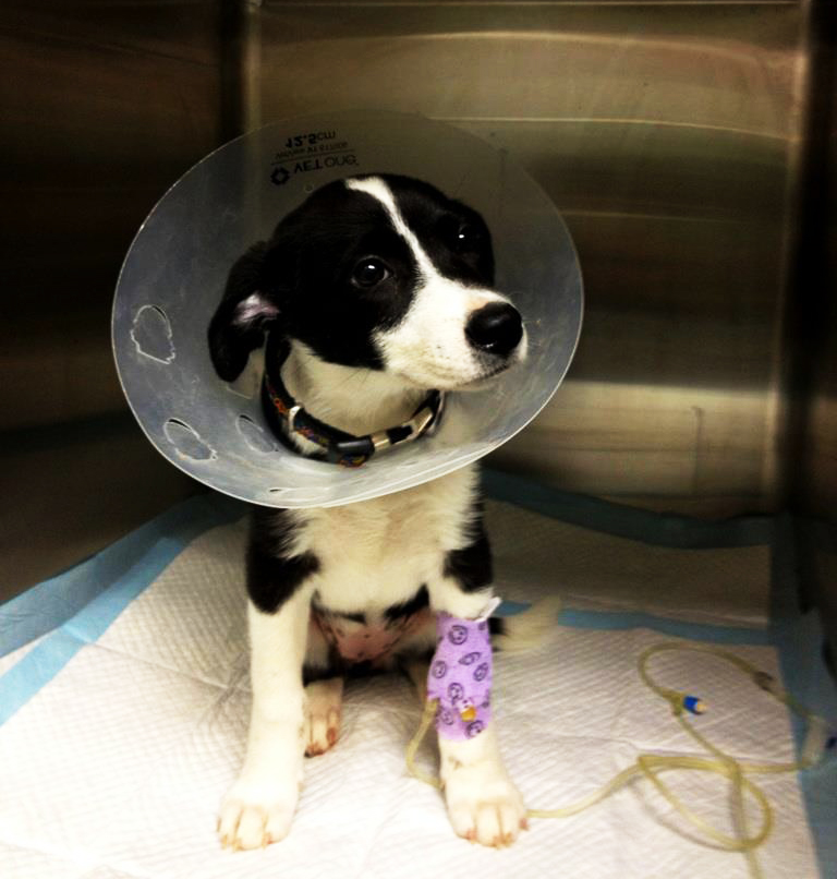 HANA Fund Puppy with Cone of Shame