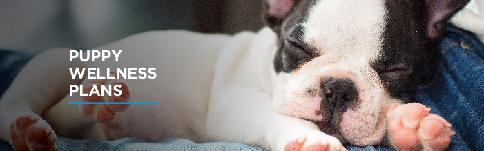 Puppy Wellness Plans Banner