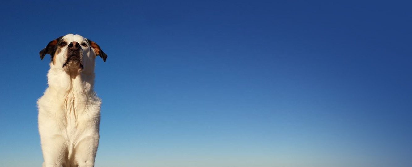dog with sky behind him