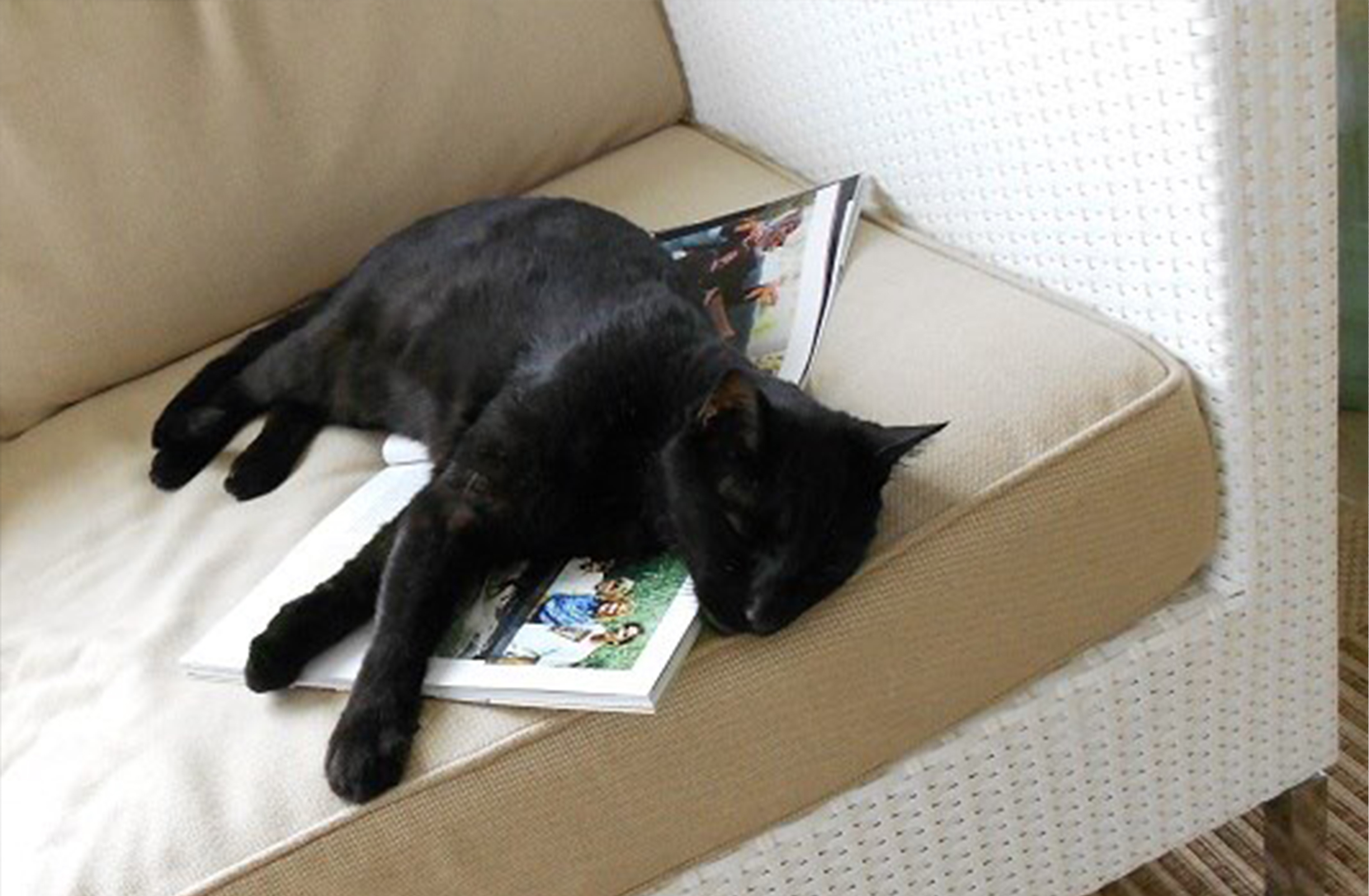 HANA Fund Rescue Black Cat Chilly resting