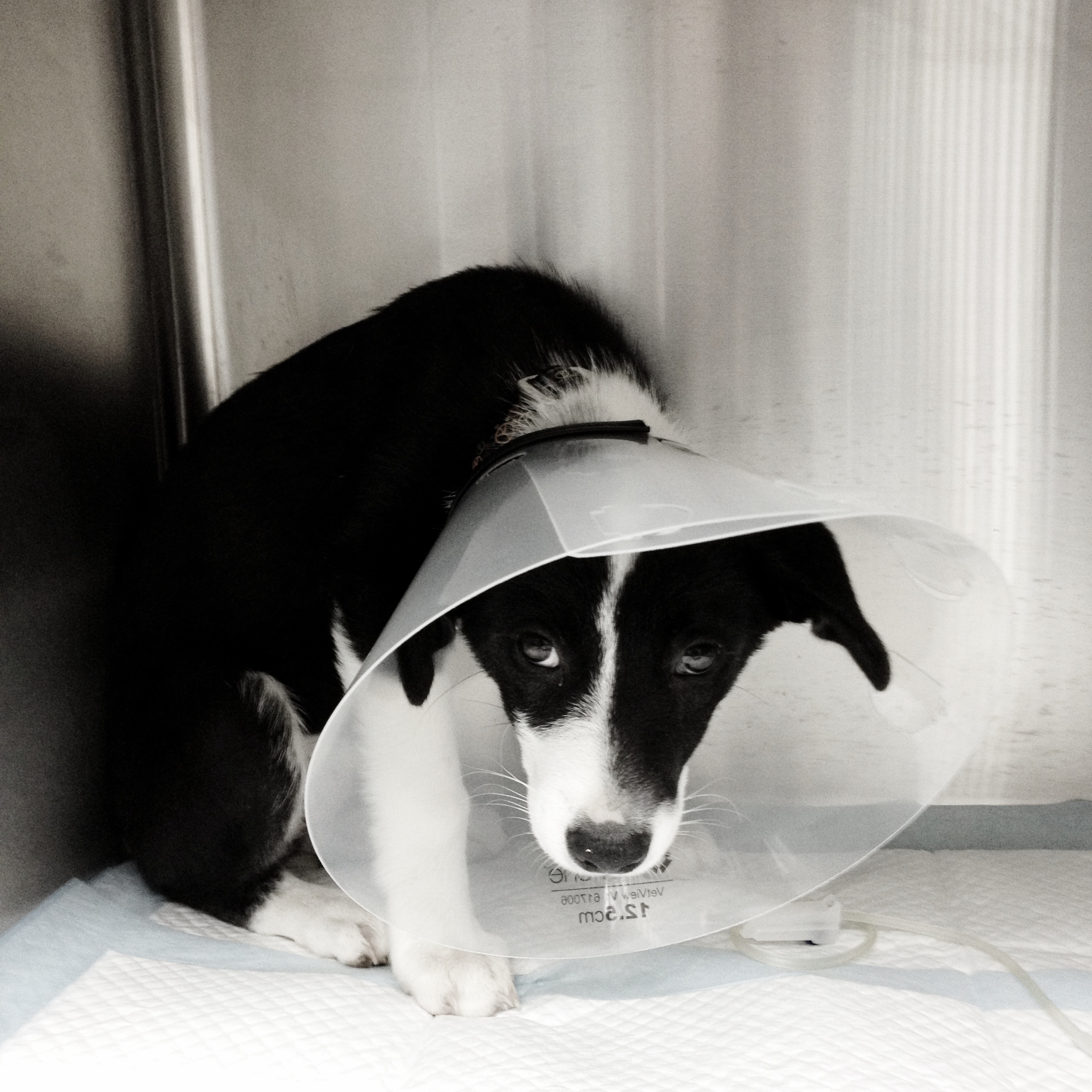 HANA Fund Rescue Black and White Puppy with cone
