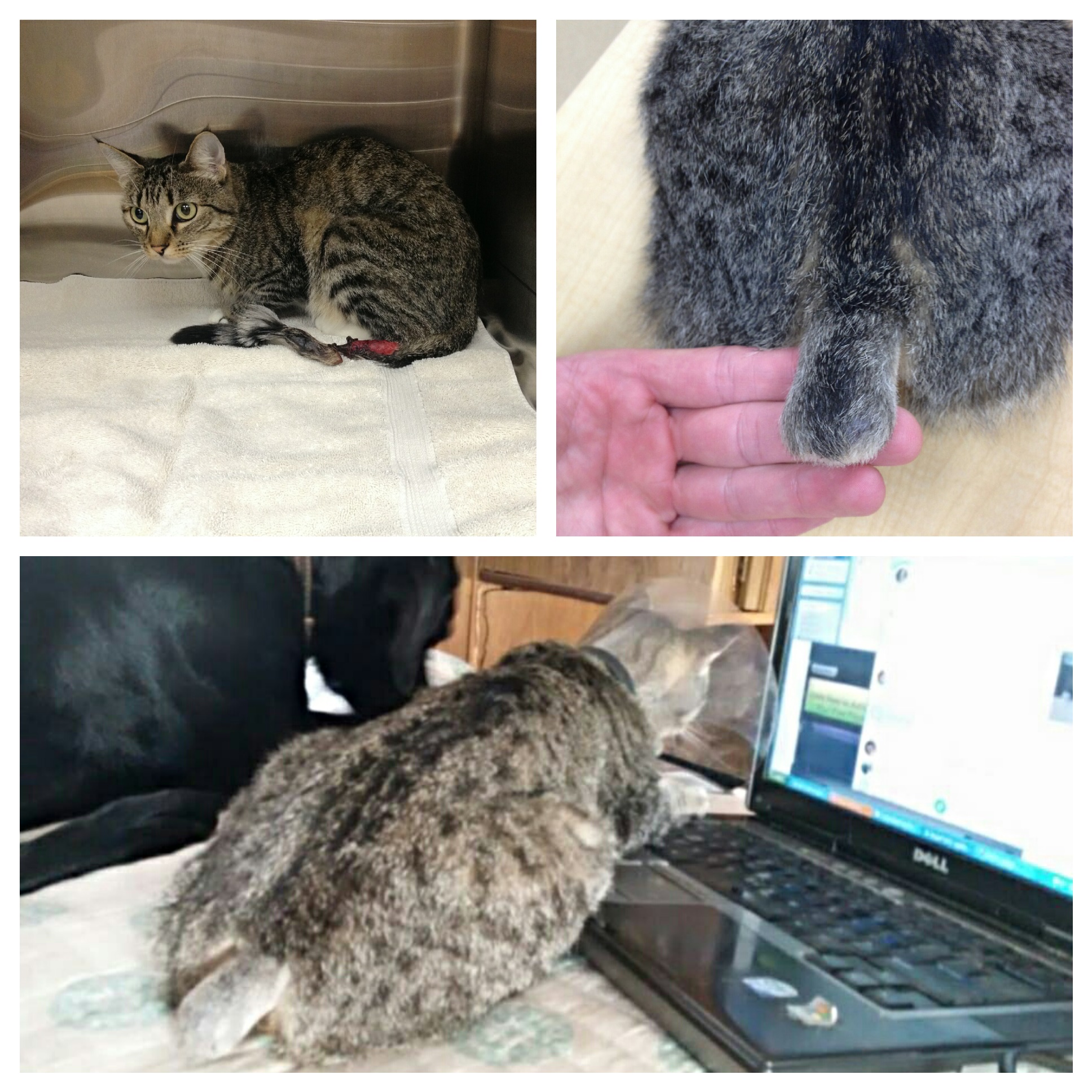 HANA Fund encinitas veterinary animal non profit